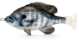 Pulse Tail Bluegill RTF